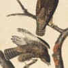 Audubon's Watercolors Pl. 86, Harlan's Red-tailed Hawk