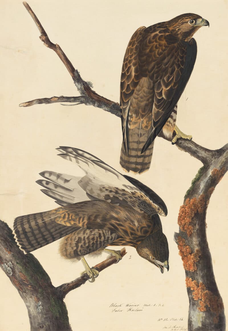 Audubon's Watercolors Pl. 86, Harlan's Red-tailed Hawk