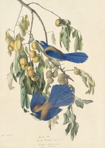 Audubon's Watercolors Pl. 87, Florida Scrub Jay
