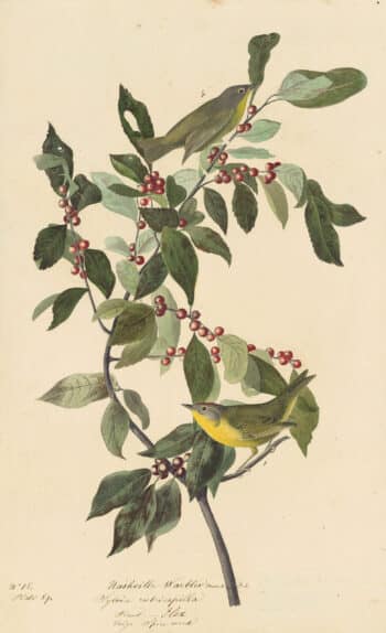 Audubon's Watercolors Pl. 89, Nashville Warbler
