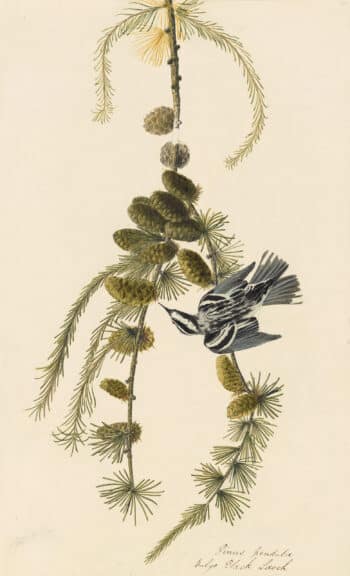 Audubon's Watercolors Pl. 90, Black-and-white Warbler
