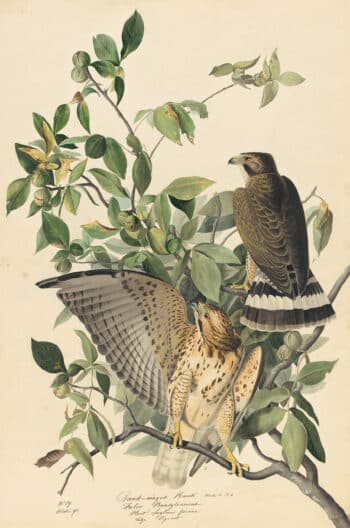 Audubon's Watercolors Pl. 91, Broad-winged Hawk