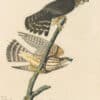 Audubon's Watercolors Pl. 92, Merlin