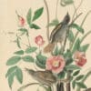 Audubon's Watercolors Pl. 93, Seaside Sparrow