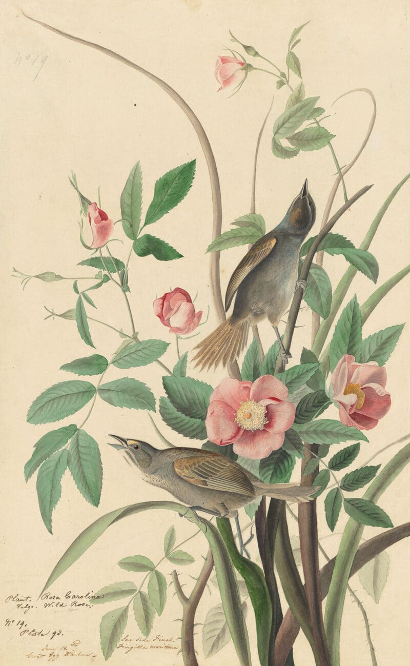 Audubon's Watercolors Pl. 93, Seaside Sparrow