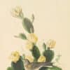 Audubon's Watercolors Pl. 94, Vesper Sparrow