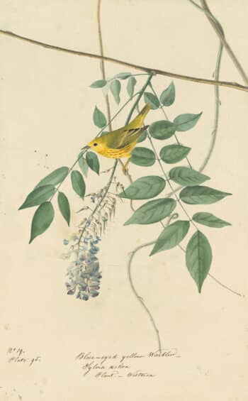 Audubon's Watercolors Pl. 95, Yellow Warbler