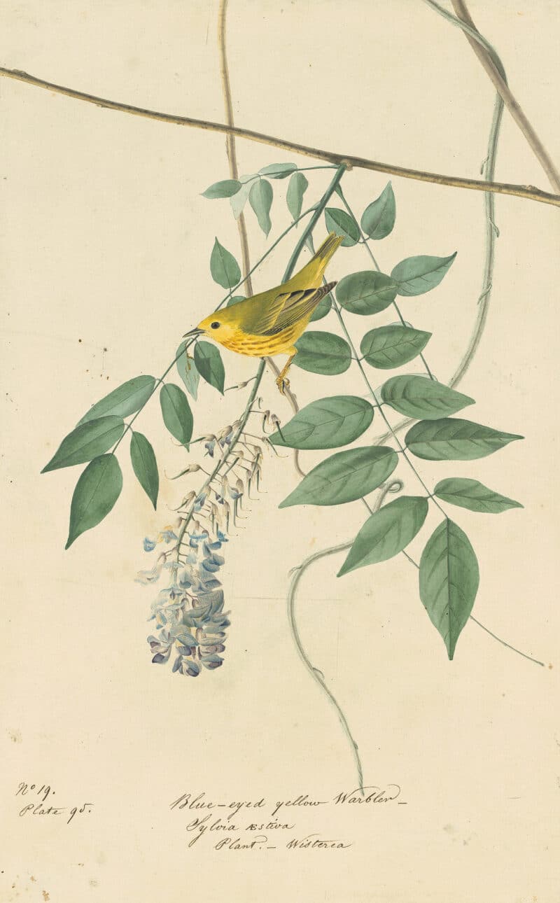 Audubon's Watercolors Pl. 95, Yellow Warbler