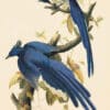 Audubon's Watercolors Pl. 96, Columbia Jay