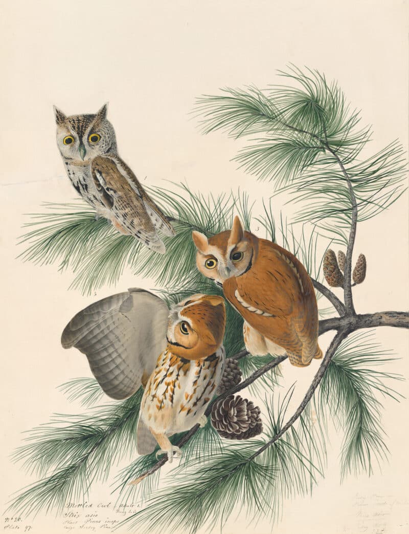 Audubon's Watercolors Pl. 97, Eastern Screech-Owl