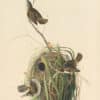 Audubon's Watercolors Pl. 98, Marsh Wren