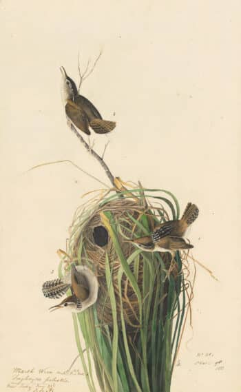Audubon's Watercolors Pl. 98, Marsh Wren