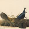 Audubon's Watercolors Pl. 99, Brown-headed Cowbird