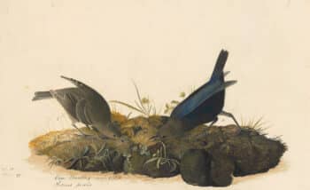 Audubon's Watercolors Pl. 99, Brown-headed Cowbird