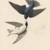Audubon's Watercolors Pl. 100, Tree Swallow