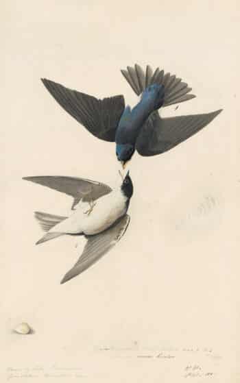 Audubon's Watercolors Pl. 100, Tree Swallow