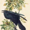 Audubon's Watercolors Pl. 101, Raven