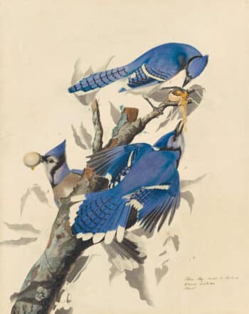 Audubon's Watercolors Pl. 102, Blue Jay