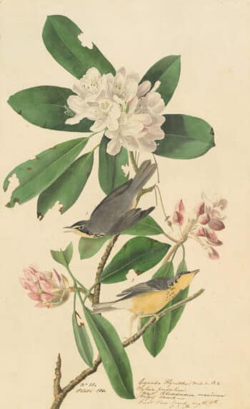Audubon's Watercolors Pl. 103, Canada Warbler