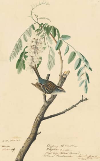 Audubon's Watercolors Pl. 104, Chipping Sparrow