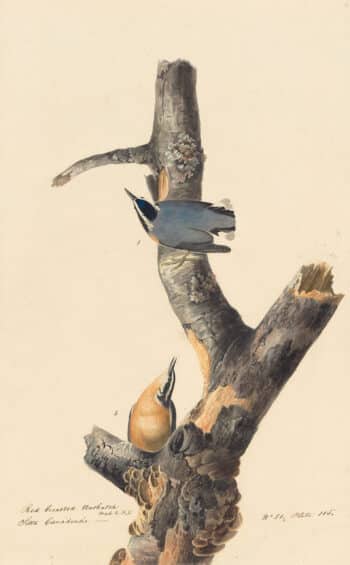 Audubon's Watercolors Pl. 105, Red-breasted Nuthatch