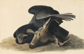 Audubon's Watercolors Pl. 106, Black Vulture