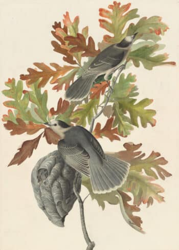 Audubon's Watercolors Pl. 107, Gray Jay