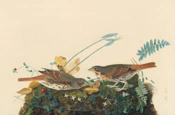 Audubon's Watercolors Pl. 108, Fox Sparrow