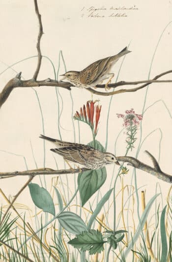 Audubon's Watercolors Pl. 109, Savannah Sparrow