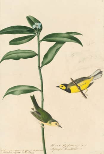 Audubon's Watercolors Pl. 110, Hooded Warbler