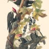 Audubon's Watercolors Pl. 111, Pileated Woodpecker