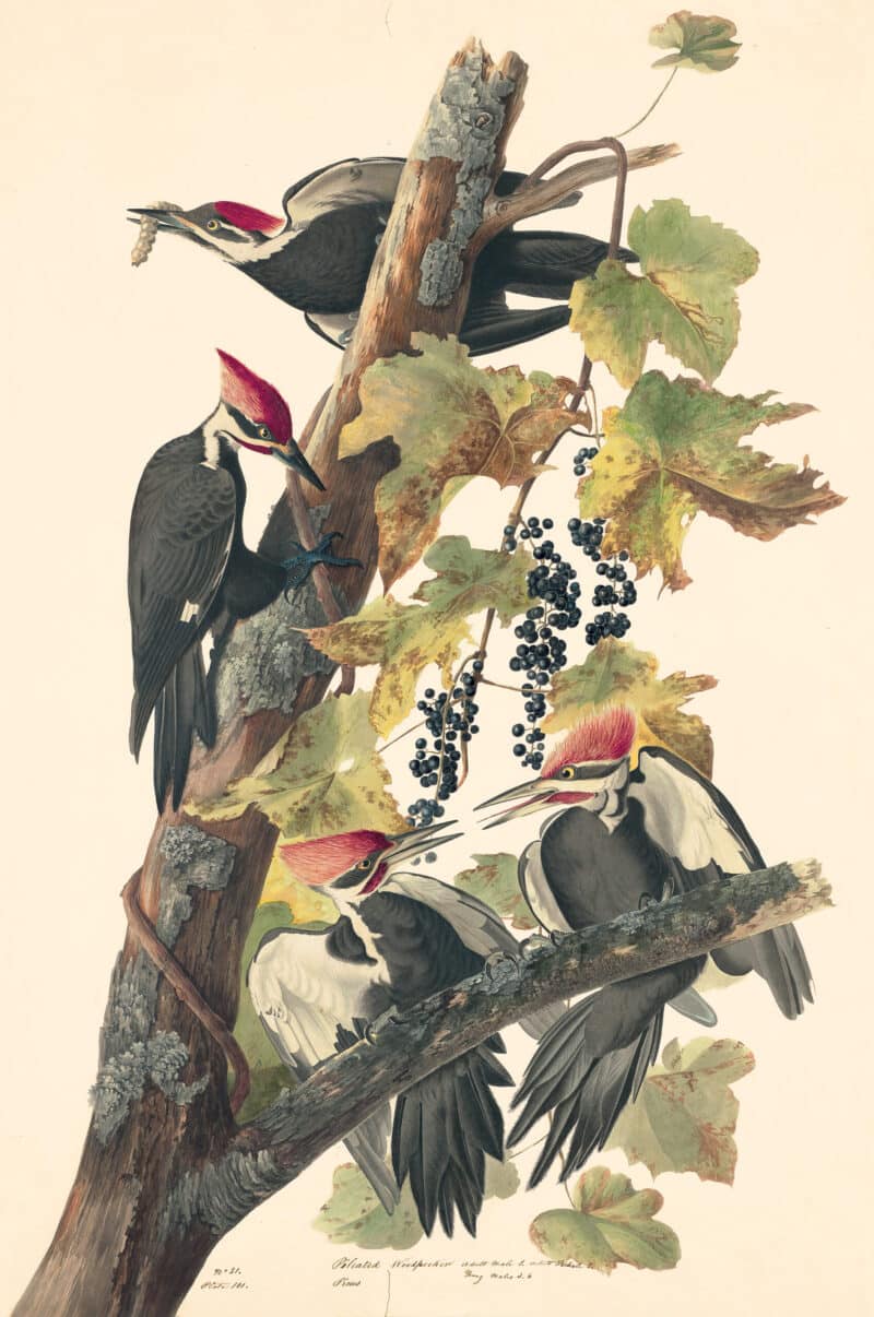 Audubon's Watercolors Pl. 111, Pileated Woodpecker
