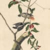 Audubon's Watercolors Pl. 112, Downy Woodpecker
