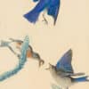 Audubon's Watercolors Pl. 113, Eastern Bluebird