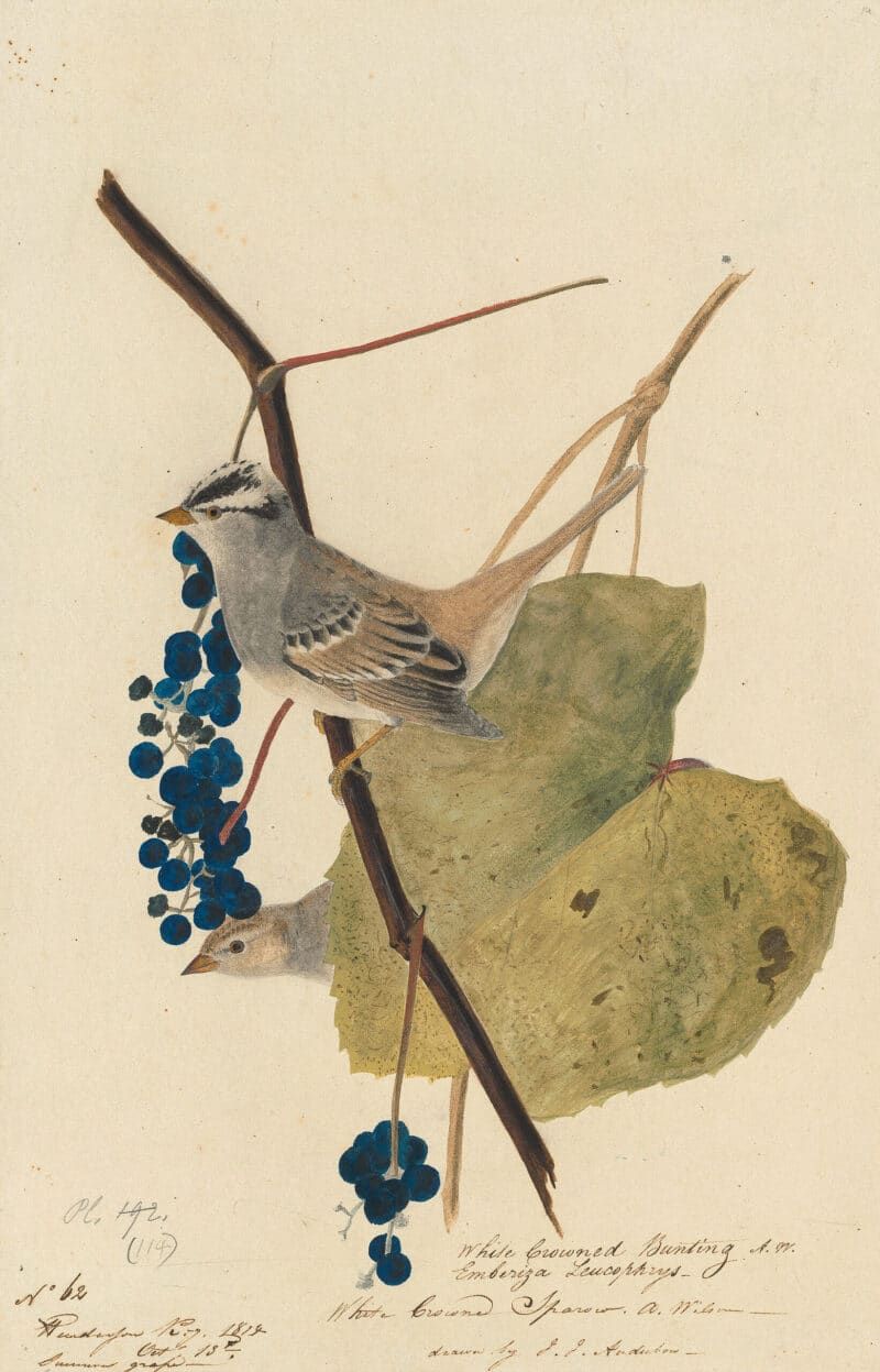 Audubon's Watercolors Pl. 114, White-crowned Sparrow