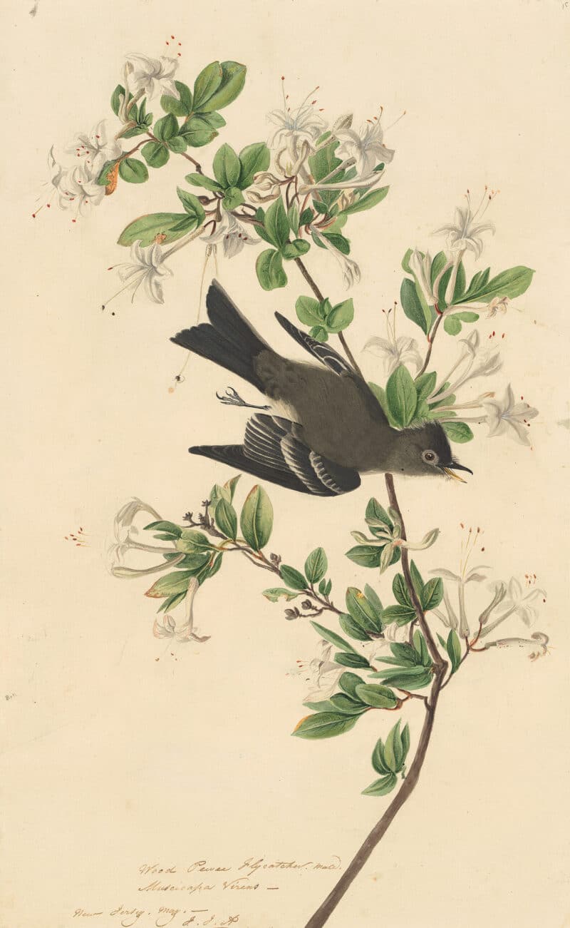 Audubon's Watercolors Pl. 115, Eastern Wood-Pewee