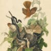 Audubon's Watercolors Pl. 116, Brown Thrasher