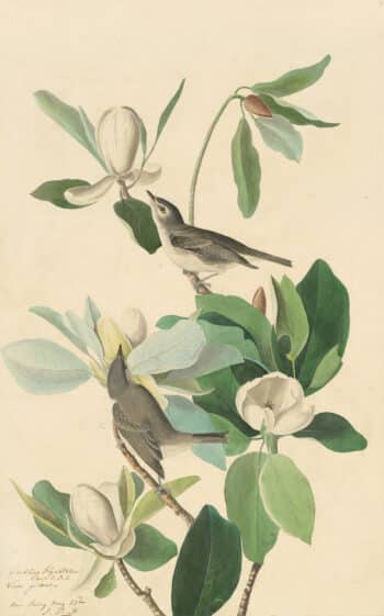 Audubon's Watercolors Pl. 118, Warbling Vireo