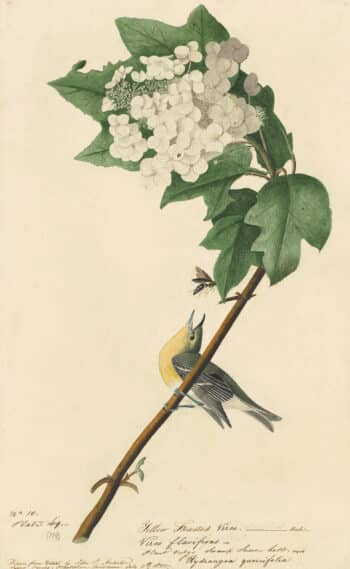 Audubon's Watercolors Pl. 119, Yellow-throated Vireo