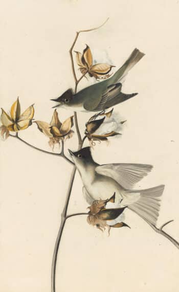 Audubon's Watercolors Pl. 120, Eastern Phoebe