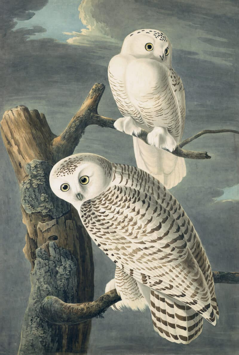 Audubon's Watercolors Pl. 121, Snowy Owl