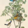 Audubon's Watercolors Pl. 122, Blue Grosbeak