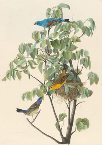 Audubon's Watercolors Pl. 122, Blue Grosbeak