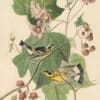 Audubon's Watercolors Pl. 123, Magnolia Warbler
