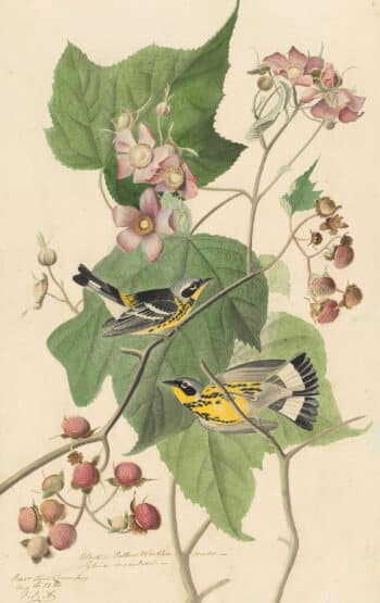 Audubon's Watercolors Pl. 123, Magnolia Warbler