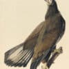 Audubon's Watercolors Pl. 126, Bald Eagle