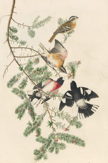 Audubon's Watercolors Pl. 127, Rose-Breasted Grosbeak