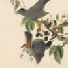 Audubon's Watercolors Pl. 128, Gray Catbird