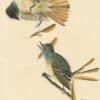 Audubon's Watercolors Pl. 129, Great Crested Flycatcher