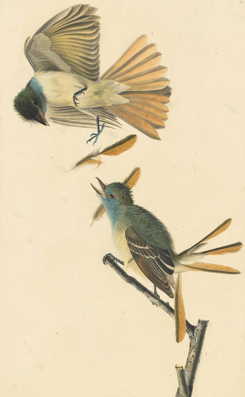 Audubon's Watercolors Pl. 129, Great Crested Flycatcher